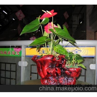紅掌\碧玉組合盆景