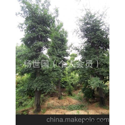 金彈子 刺冬青 樹 樹樁 大型盆景