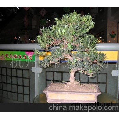 羅漢松盆景