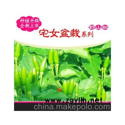 宅女盆栽]:野山椒種子/DIY農場蔬果植物栽培/辦公室桌面微型盆栽