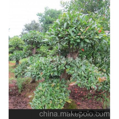 造型紅花繼木古樁 大規格小葉女貞造型樹  大規格榆樹 大規格赤楠