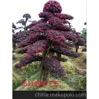 紅花繼木樹樁造型 小葉女貞造型樹  嫁接高桿紅楓高 高桿嫁接櫻花