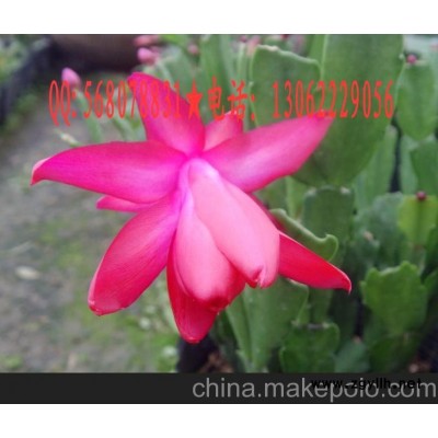 批發蟹爪蘭盆景