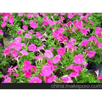 矮紅牽牛花盆景