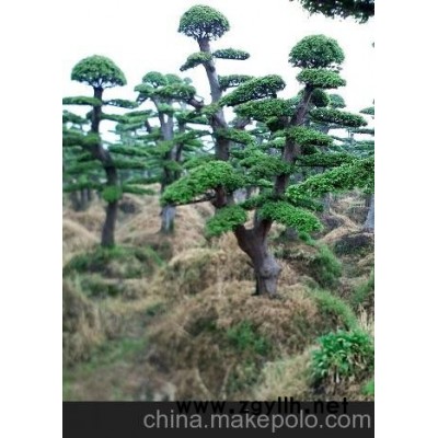 出售單桿10－12－15－20公分嫁接紅繼木 大規(guī)格土石楠造型樹