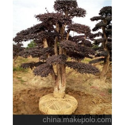 造型景觀樹批發(fā)羅漢松8－10－12－15公分 紅花繼木產地價格