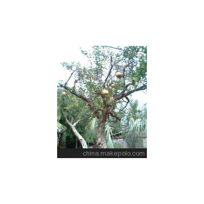 石榴樹(shù)、棗樹(shù)、橘子樹(shù)(圖)-石榴樹(shù)