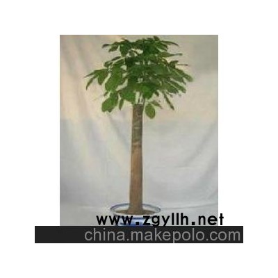 供應室內大型盆景