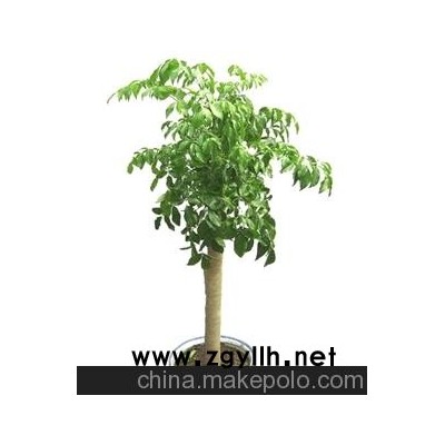 大型幸福樹盆景廠家批發(fā)