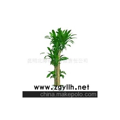 批發供應鮮花、盆栽花卉巴西木、花草盆景