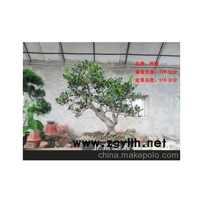 北京華殷苑盆景園銷售枸骨樹樁盆景