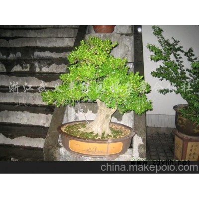 瓜子黃楊（盆景）