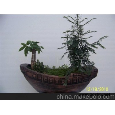 一帆風順紅豆杉盆景