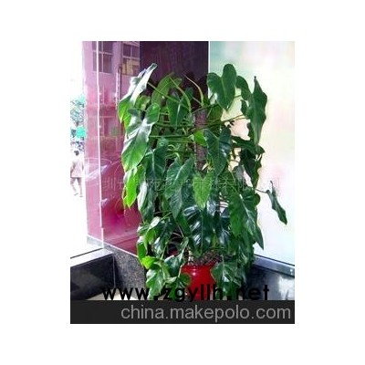 綠化養(yǎng)護樹木盆景