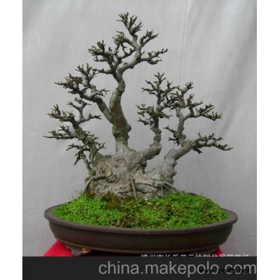供應樹木盆景 榆樹盆景 樹樁盆景 綠化造型大樹