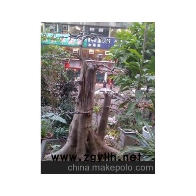 對(duì)節(jié)盆景 對(duì)接 白蠟盆景 精品盆景