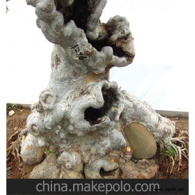 榆樹老樁 榆樁盆景 造型榆樹 綠化造型羅漢松