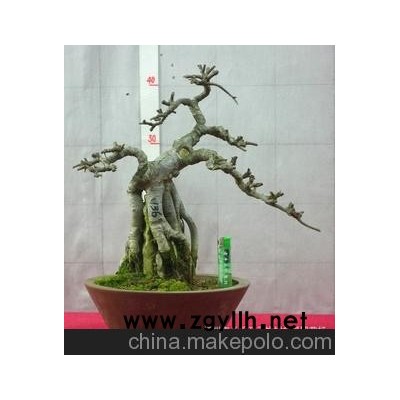 浙江盆景 榆樹盆景 雜木盆景 造型羅漢松