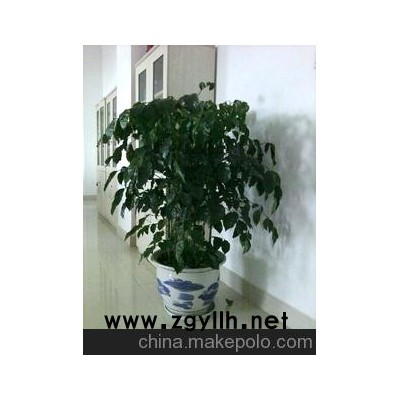 廠家直銷，長(zhǎng)期供應(yīng)文竹