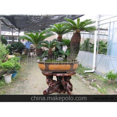 供應大鐵樹盆景