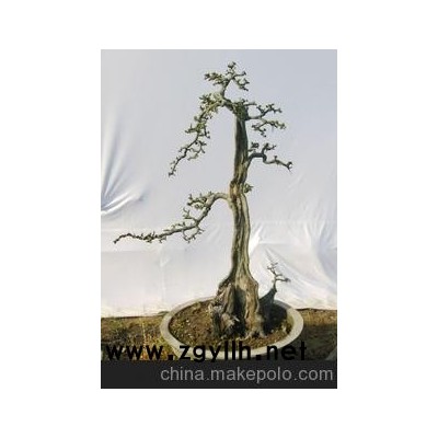 樹木盆景 榆樹盆景 樹樁盆景 綠化造型大樹
