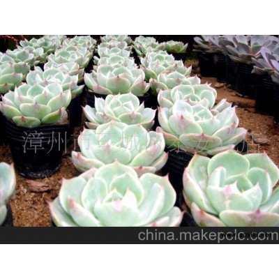 觀音蓮微型盆景