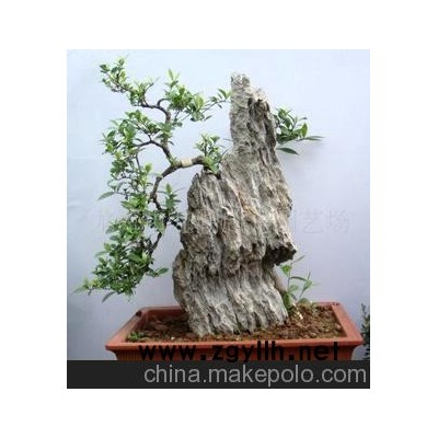 副石梔子花盆景