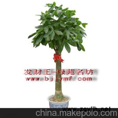 供應(yīng)室內(nèi)大型盆景