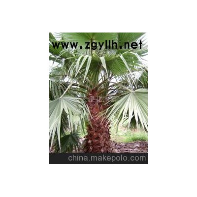 華棕(老人葵） 海棗 布迪 銀杏 香樟 石榴-華棕