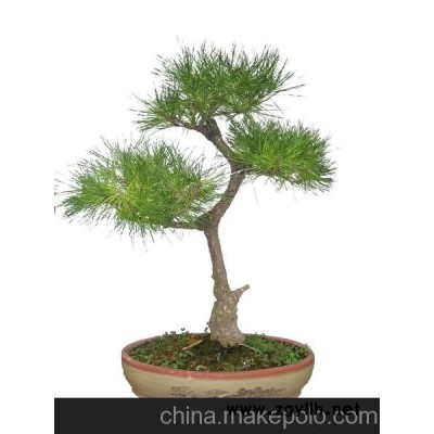 北京租擺黑松盆景、銷售黑松盆景