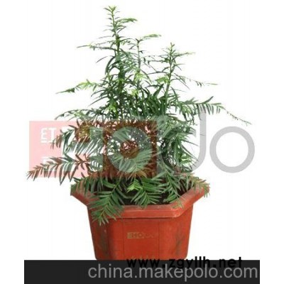 供應紅豆杉盆景