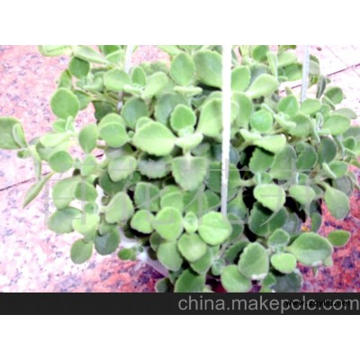 香草噴噴香樹木盆景