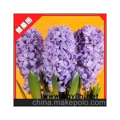 風信子 各種風信子 批發銷售