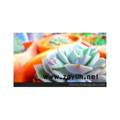 各種花卉種子，批發訂購