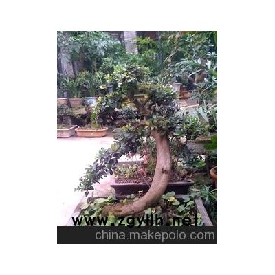 中華蚊母 精品盆景 樹樁盆景