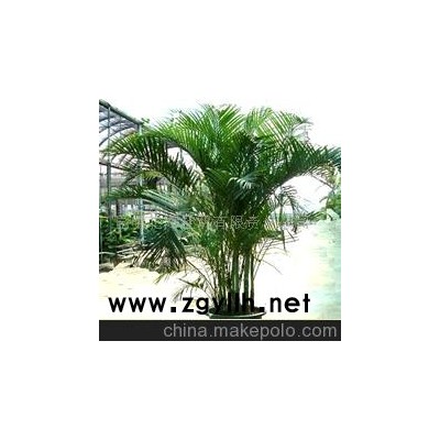 批發供應鮮花、盆栽花卉散尾葵、花草盆景