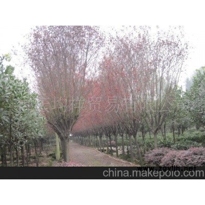 綠化苗木 景觀植物 盆景