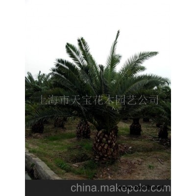 加拿利海棗、老人葵、銀海棗、華盛頓椰子(圖)-加拿利海棗