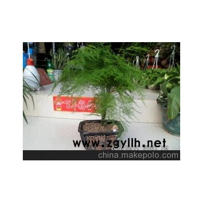 長(zhǎng)期大量供應(yīng)文竹盆景