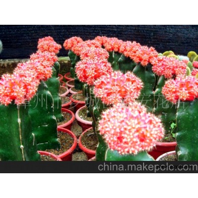 仙人掌紅球盆景