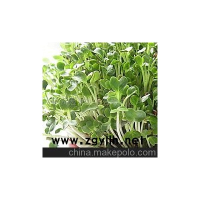 盆景,花卉,家庭園藝、愛情魔豆、小花園