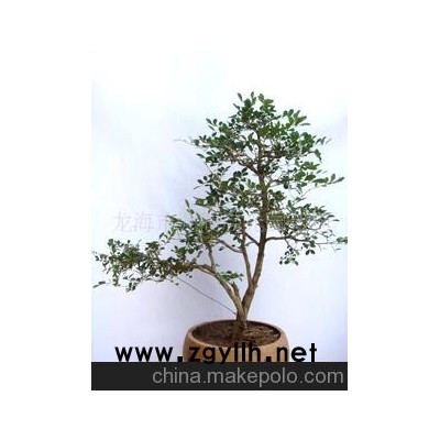 九里香盆景