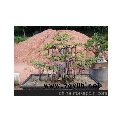 供應叢林式榕樹盆景