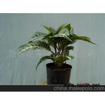 批發供應銀脈爵床花草盆景