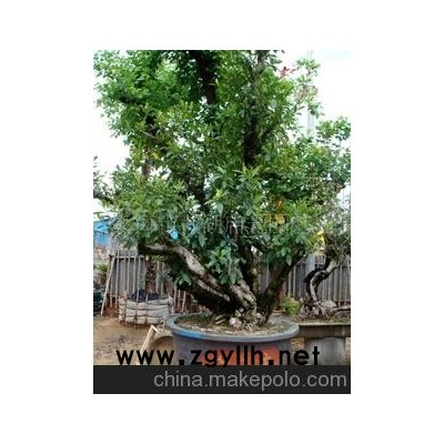 樹樁梔子花盆景