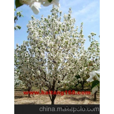 海棠樹海棠古樹八棱海棠大樹