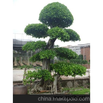 供應榕樹盆景