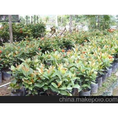 龍舟花花草盆景