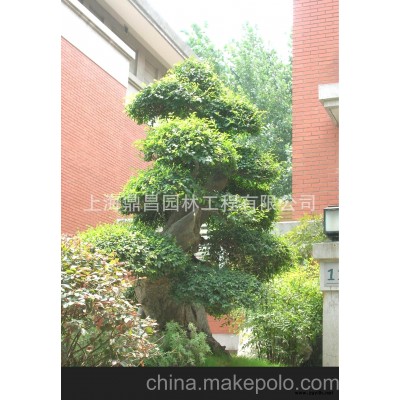 供應榆樹盆景 造型景觀樹 綠化景觀樹 花園造型盆景
