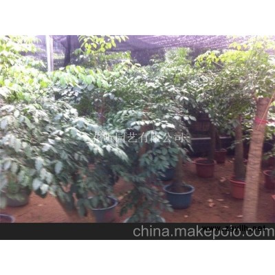 吉水縣花昕園藝有限公司專業(yè)批發(fā)零售租擺花卉盆景